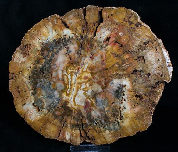 Stunning Petrified Wood Slab - Madagascar #5959